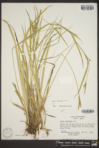 Carex crebriflora image