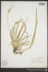 Carex crebriflora image