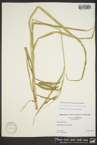 Carex crinita var. brevicrinis image