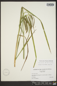 Carex crinita var. brevicrinis image