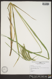 Carex crinita var. brevicrinis image