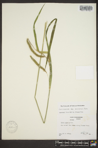 Carex crinita var. brevicrinis image