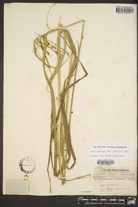 Carex crinita var. brevicrinis image