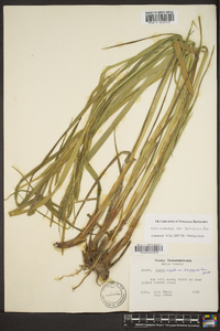 Carex crinita var. brevicrinis image