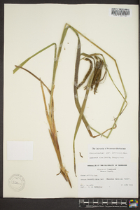 Carex crinita var. brevicrinis image