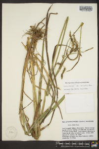 Carex crinita var. brevicrinis image