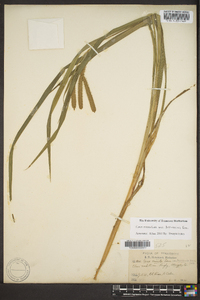 Carex crinita var. brevicrinis image