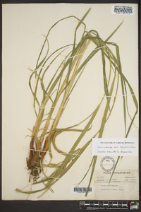 Carex crinita var. brevicrinis image