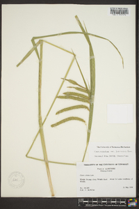 Carex crinita var. brevicrinis image