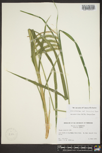 Carex crinita var. brevicrinis image