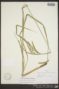 Carex crinita var. brevicrinis image