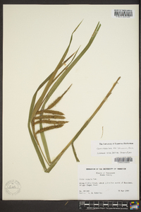 Carex crinita var. brevicrinis image