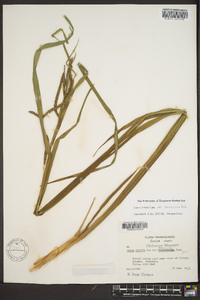 Carex crinita var. brevicrinis image