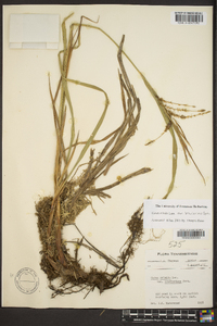 Carex crinita var. brevicrinis image