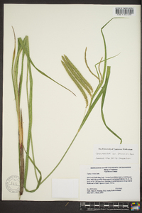 Carex crinita var. brevicrinis image