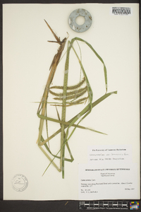 Carex crinita var. brevicrinis image