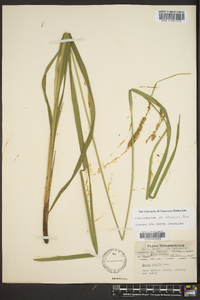 Carex crinita var. brevicrinis image