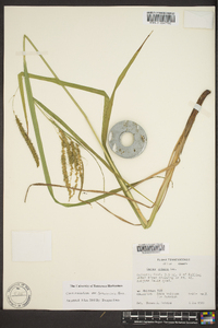 Carex crinita var. brevicrinis image