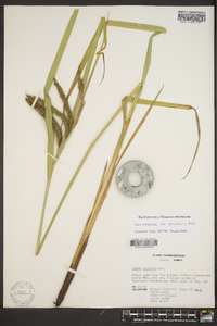 Carex crinita var. brevicrinis image