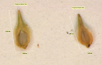 Carex cristatella image