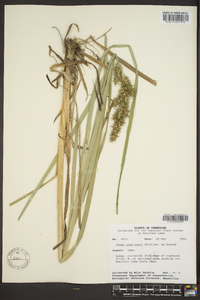 Carex crus-corvi image