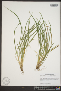 Carex cumberlandensis image