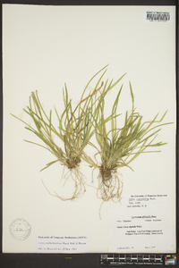 Carex cumberlandensis image