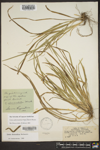 Carex cumberlandensis image