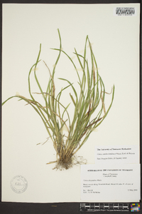 Carex cumberlandensis image