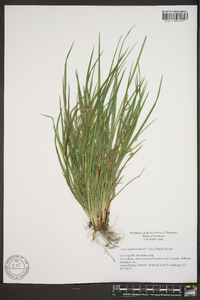 Carex cumberlandensis image