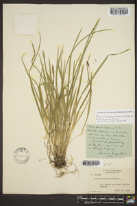 Carex cumberlandensis image