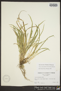 Carex cumberlandensis image