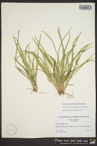 Carex cumberlandensis image