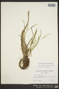 Carex cumberlandensis image