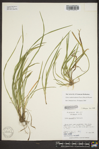 Carex cumberlandensis image