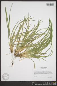 Carex cumberlandensis image