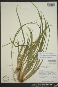 Carex cumberlandensis image