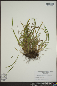 Carex cumberlandensis image