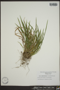 Carex cumberlandensis image