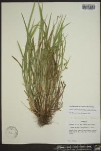 Carex cumberlandensis image