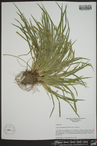 Carex cumberlandensis image