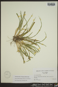 Carex cumberlandensis image