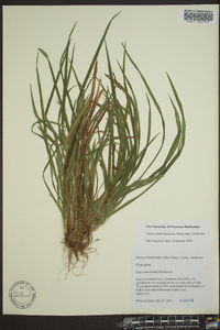 Carex cumberlandensis image