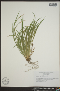 Carex cumberlandensis image