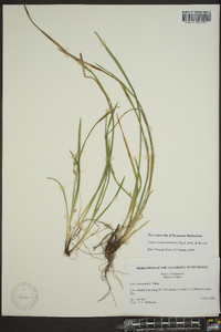 Carex cumberlandensis image