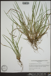 Carex cumberlandensis image