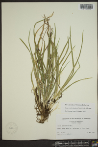 Carex cumberlandensis image