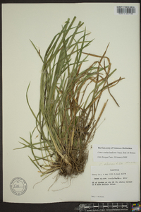 Carex cumberlandensis image