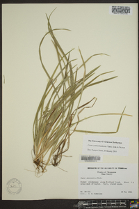 Carex cumberlandensis image