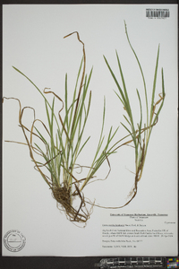 Carex cumberlandensis image